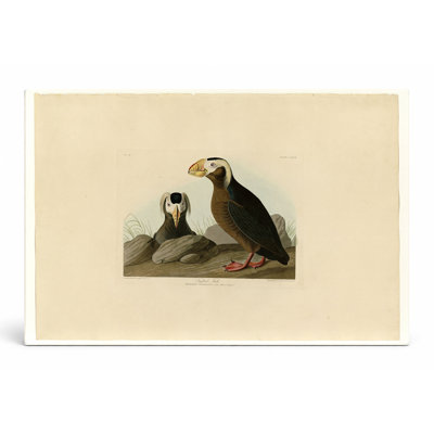 Touffeté auk, plaque CCXLIX (1835) - art mural sur toile paysage