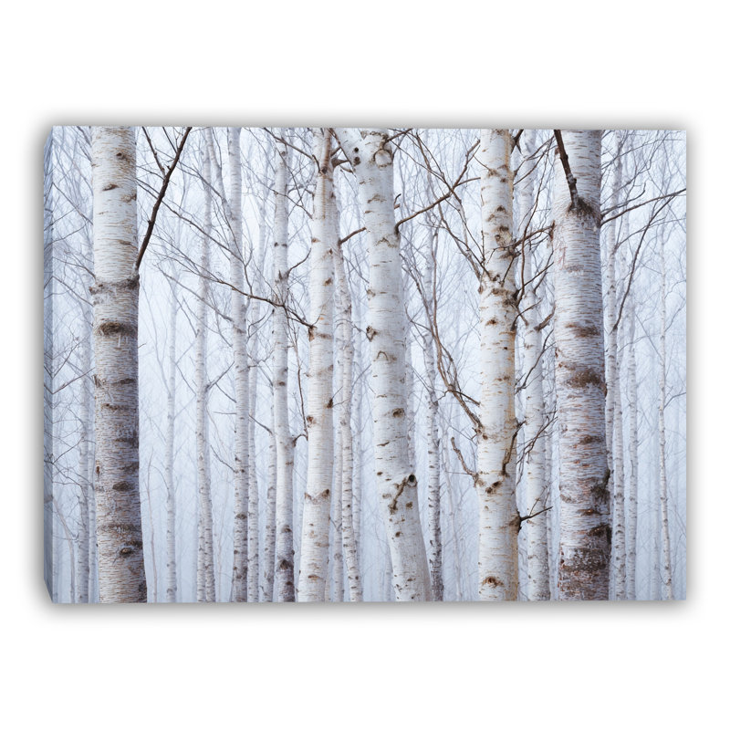 «Foggy Morning Birch Forest», art mural sur toile tendue, H 30 po x l 40 po
