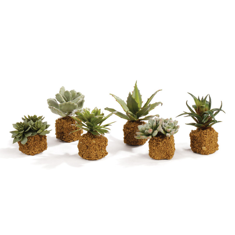 Ensemble de plantes grasses 6 pièces