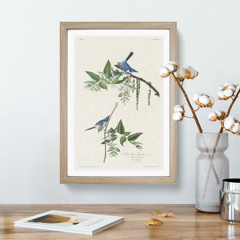 Blue & Grey Flycatcher Birds by John James Audubon - Picture Frame Graphic Art Print, 48cm H x 36cm W x 2cm D, Oak Framed