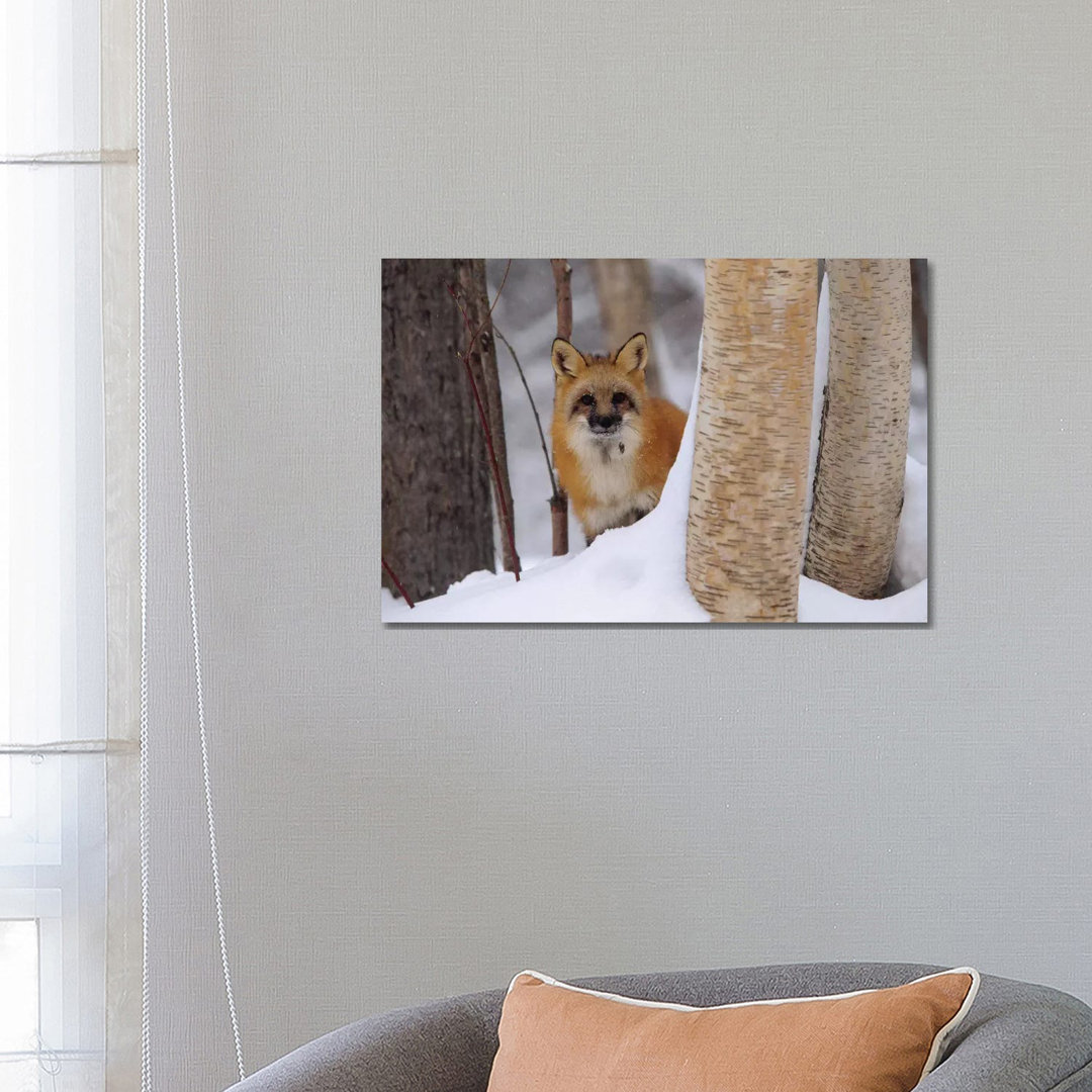 Red Fox Looking Out From Behind Trees In A Snowy Forest, Montana von Tim Fitzharris - Gallery-Wrapped Canvas Giclée on C...