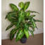 100cm Faux Plant in Pot Liner-124207017