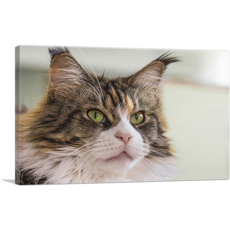 " Maine Coon Cat Home Decor ", 26" H x 40" W x 1.5" D