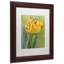 " Rembrandt Tulip "-32709226-32709229