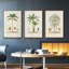 Arbre antique avec fruit II - ensemble de 3 reproductions de photos sur toile-97759682-97759683
