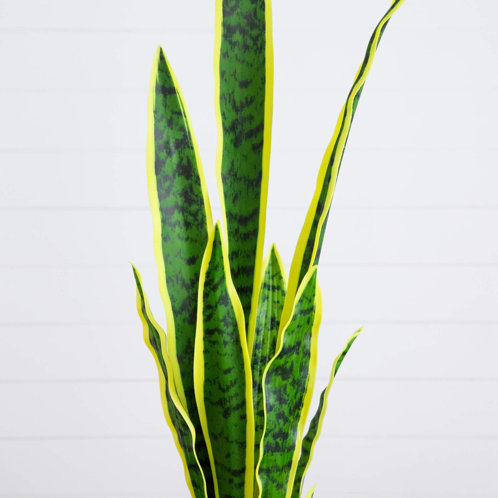 30" Snake Plant with Base Included