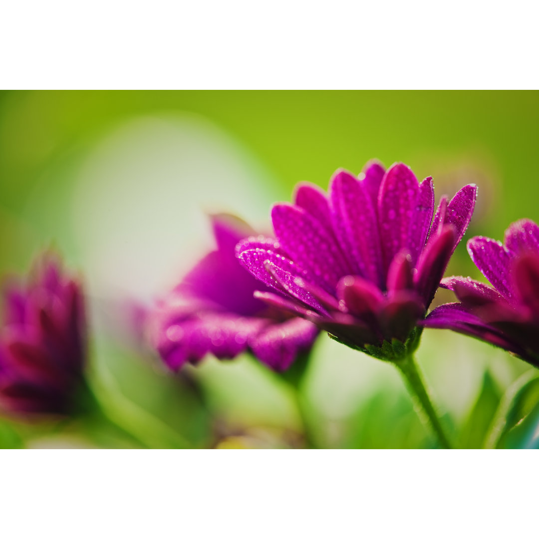 Rosa Osteospermum Makro von Knape - Leinwandbild