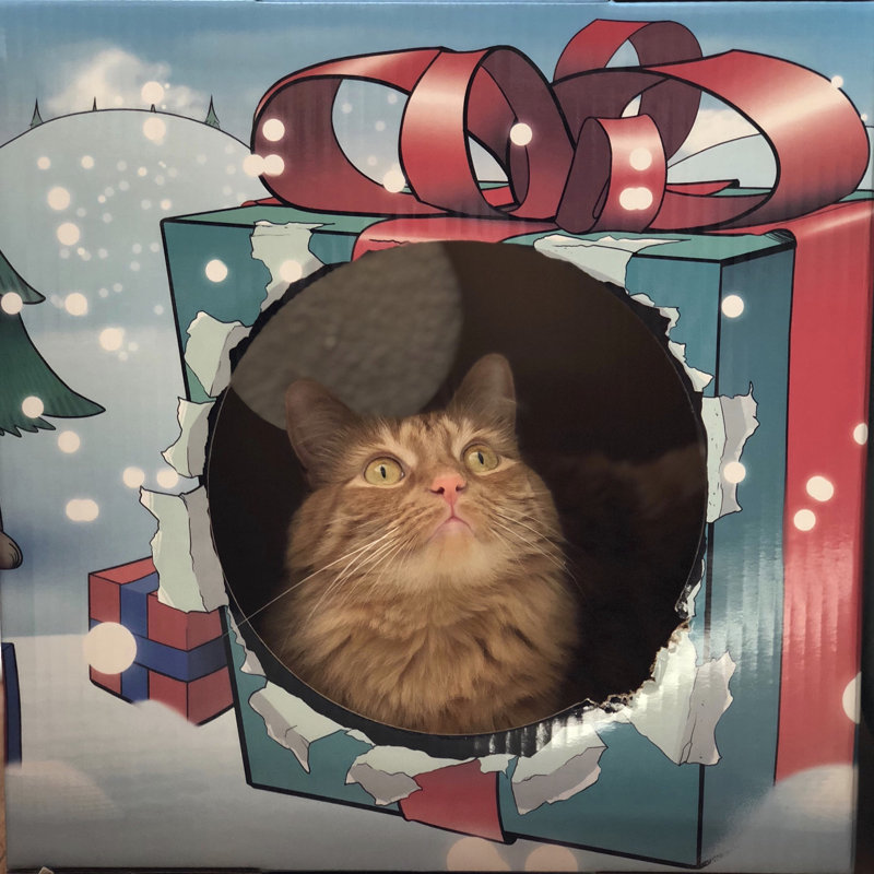 Maison de chat Cubbindall