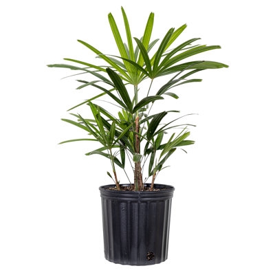 Lady Palm Live Plant in 10-Inch Grower Pot