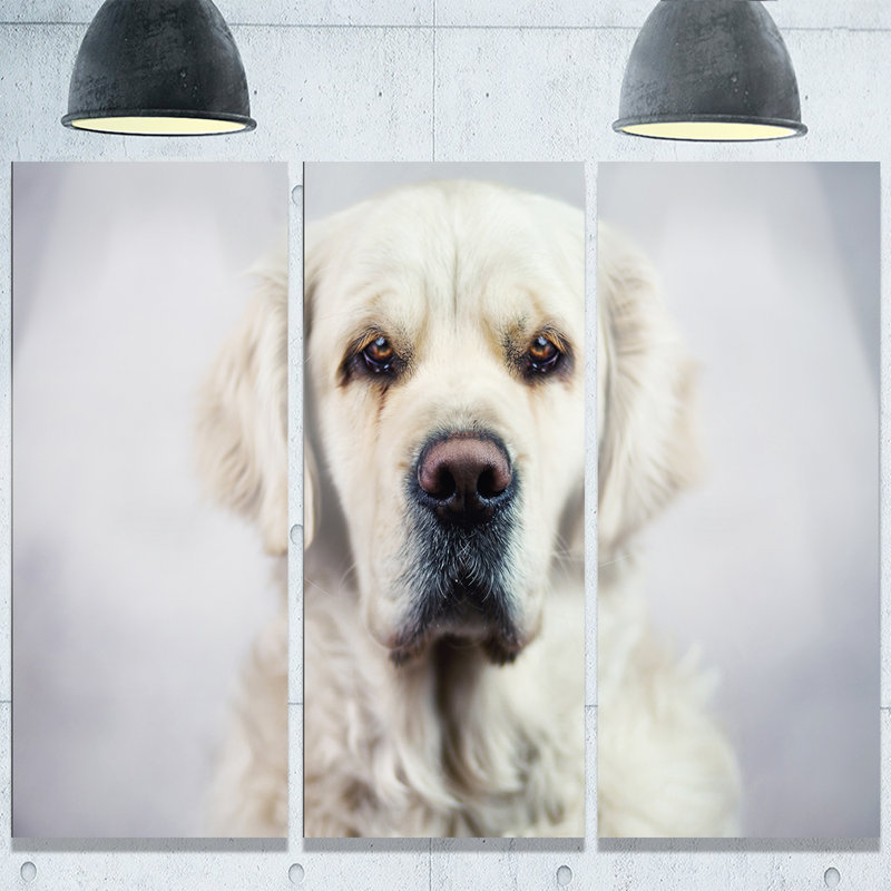 « triste look magnifique dog », ensemble de 3 reproductions de photos sur métal