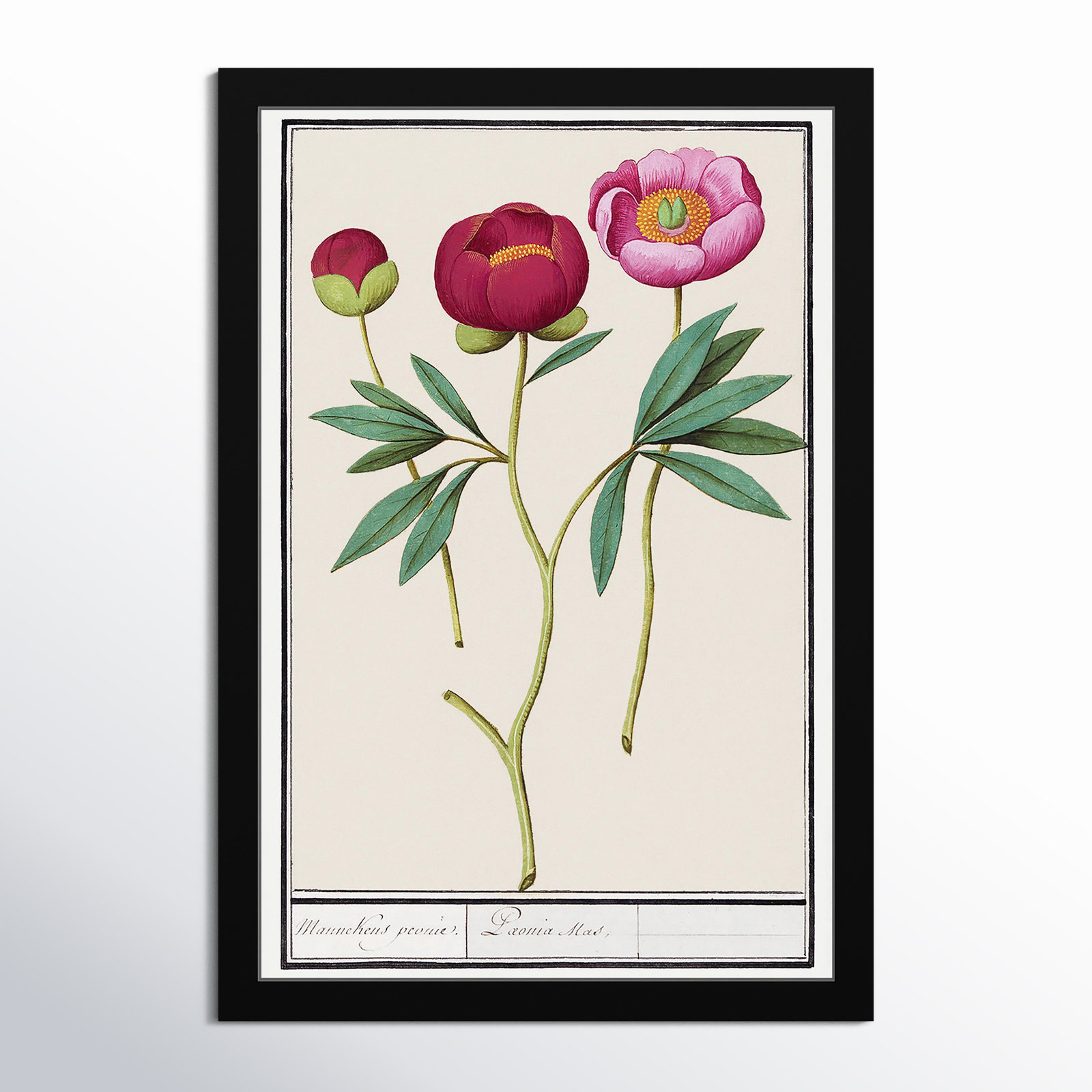 Red and Pink Peony Botanical Study Print, Black, 32" H x 22" W