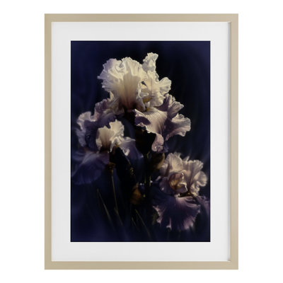 Purple Iris Close Up Framed Print Under Glass, design by Collin Bogle