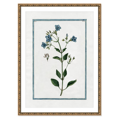 Colombe "Shabby Elegance Botanical II" Print