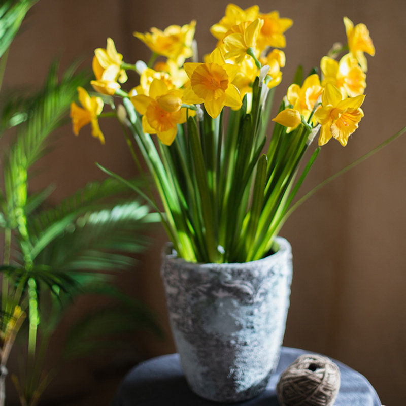 Daffodil Arrangement, Five Stems