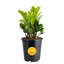 ZZ Plant in Nursery Pot