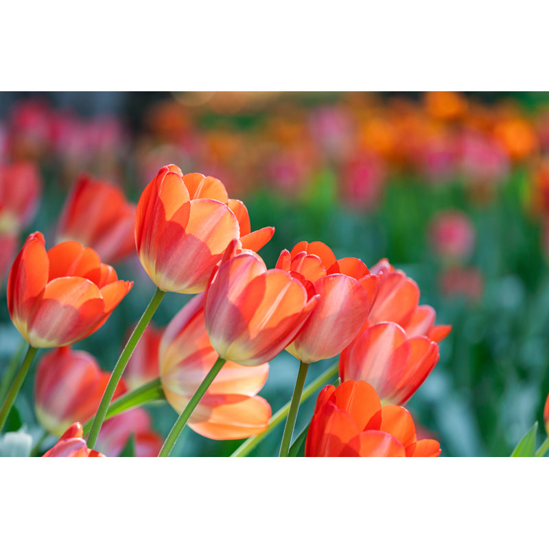 Blooming Tulip by Kool99 - Wrapped Canvas Print, 51cm H x 76cm W x 3.8cm D