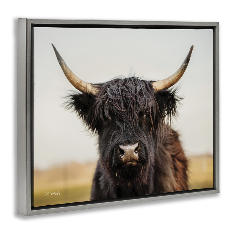 Portrait de vache Highland, H 25 po x l 31 po, Cadre flottant gris lustré