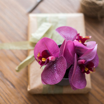 PEVA Orchid Arrangement in Pot