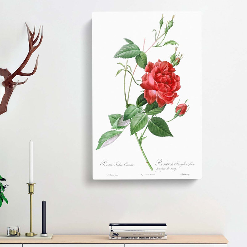 Blood-Red Bengal Rose by Pierre-Joseph Redoute - Wrapped Canvas, 76cm H x 50cm W x 3cm D