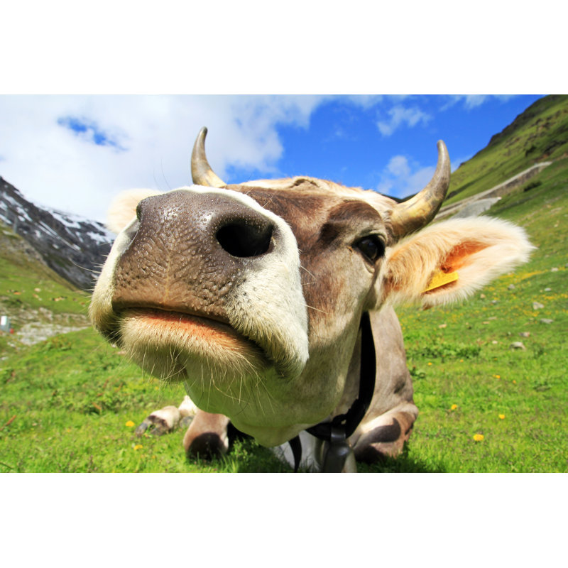 cow 1 Piece Wrapped Canvas Wall Art, 20cm H x 30cm W