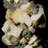 Wulfenite on Mottramite - Mina Ojuela, Mexico