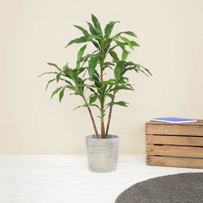 Faux Dracaena Tree