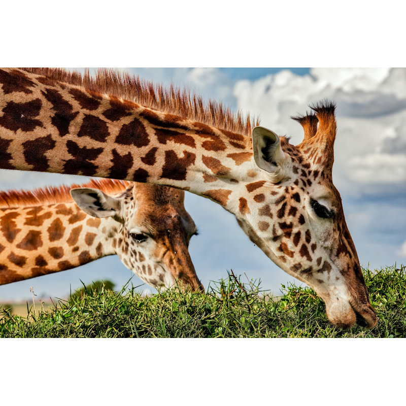 Giraffe - Wrapped Canvas Print, 20cm H x 30cm W
