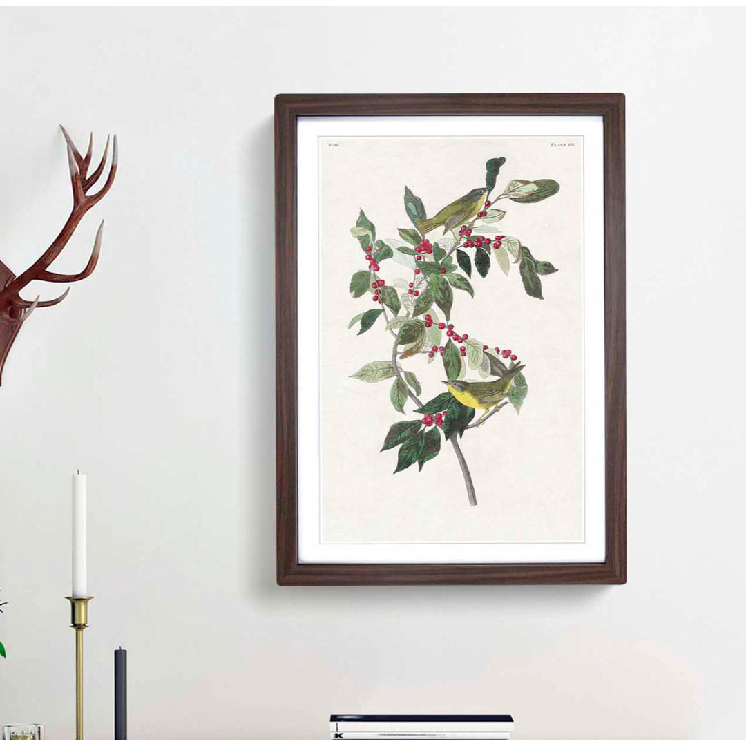 Nashville Warbler Birds by John Audubon - Framed Print