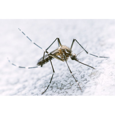 Fedai " Mosquito "