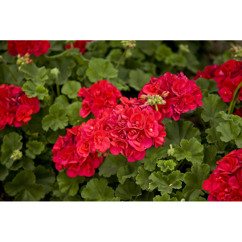 Photo Of Bright Geraniums And Leaves - Wrapped Canvas Print, 51cm H x 76cm W x 3.8cm D