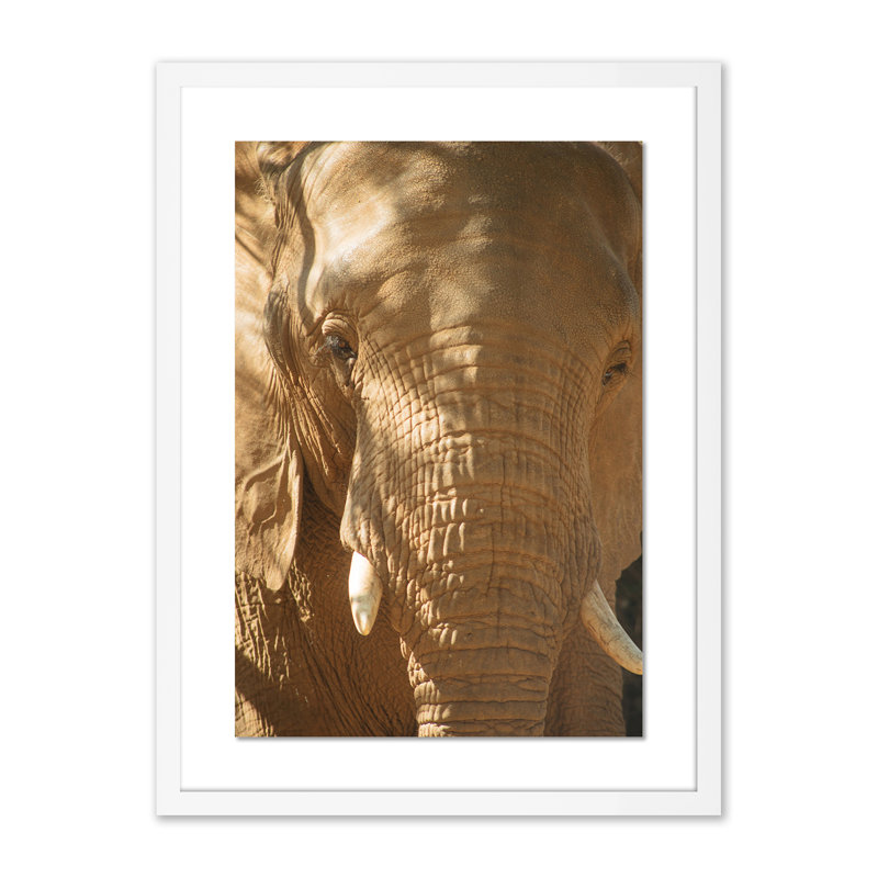 Elephant 2 by Jade Hammer, White, 40" H x 29" W x 2.5" D