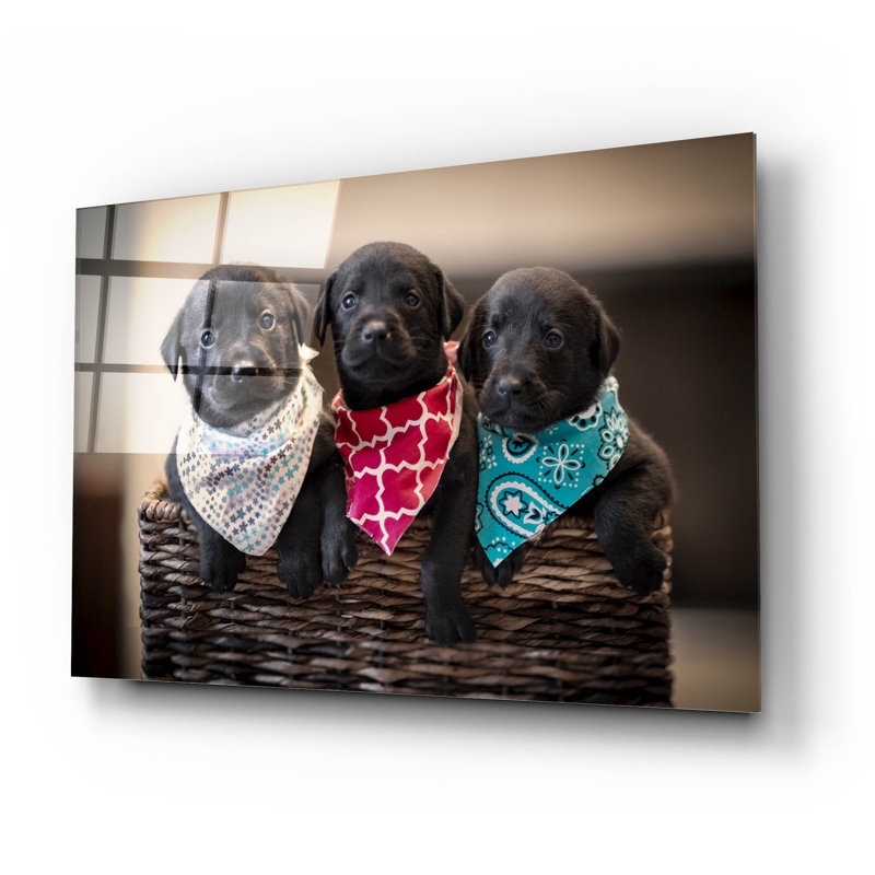«Black Lab Pups 2» par Jonathan Ross, H 16 po x l 24 po x P 0,2 po
