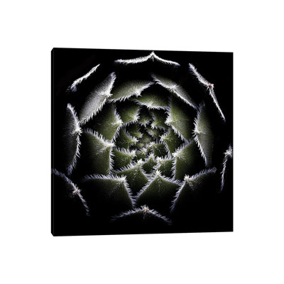 Sempervivum Rosette by Victor Mozqueda - Wrapped Canvas Gallery-Wrapped Canvas Giclée