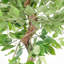 Faux Ficus Tree-112375804-112375805