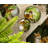 Leopard 18 Piece Porcelain China Dinnerware Set - Service for 6