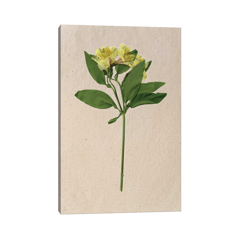 Pretty Pressed Flowers II 1 Piece Wrapped Canvas Wall Art, 30.48cm H x 20.32cm W