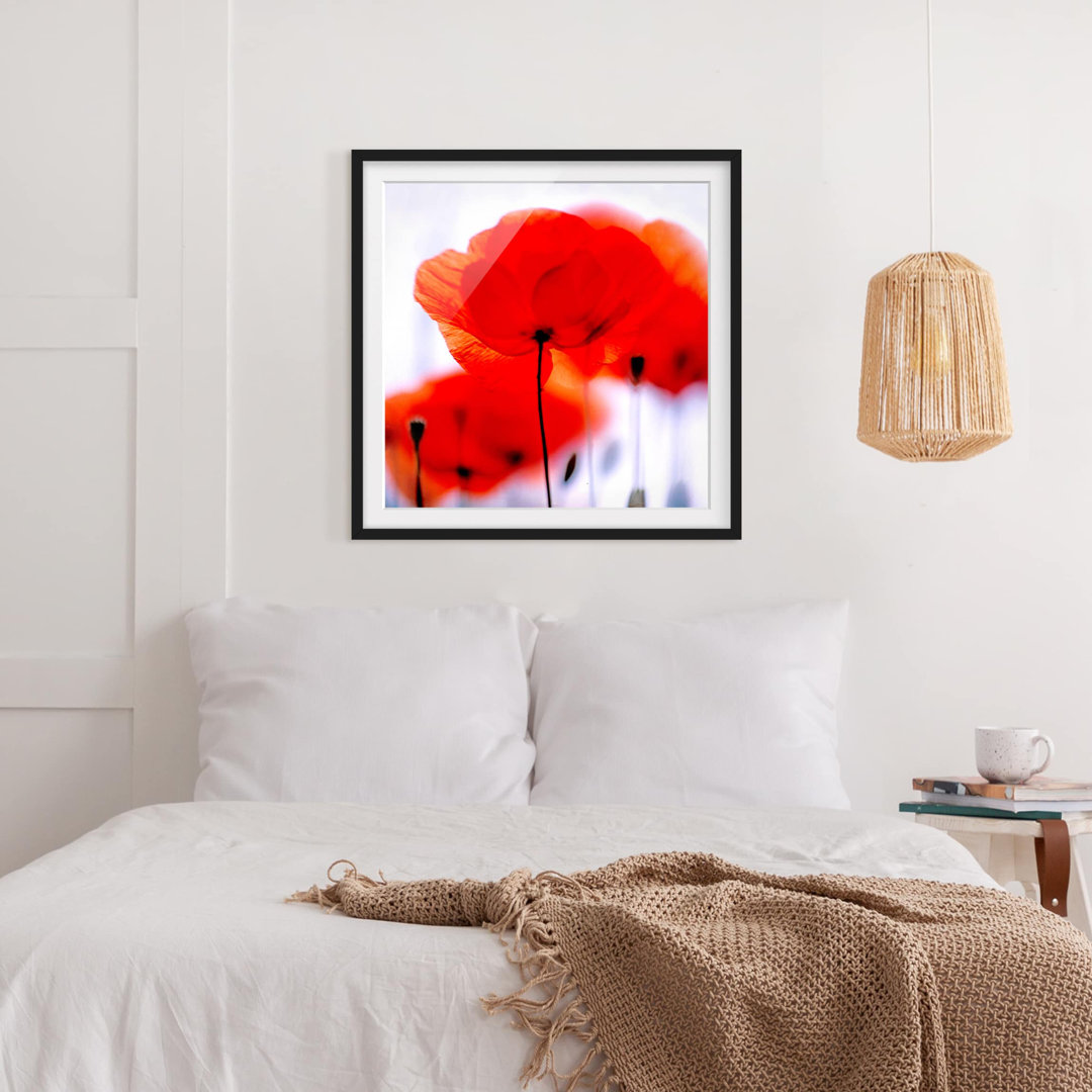 Gerahmtes Poster Magic Poppies