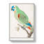 Amazon Parrot - Wrapped Canvas-55368613