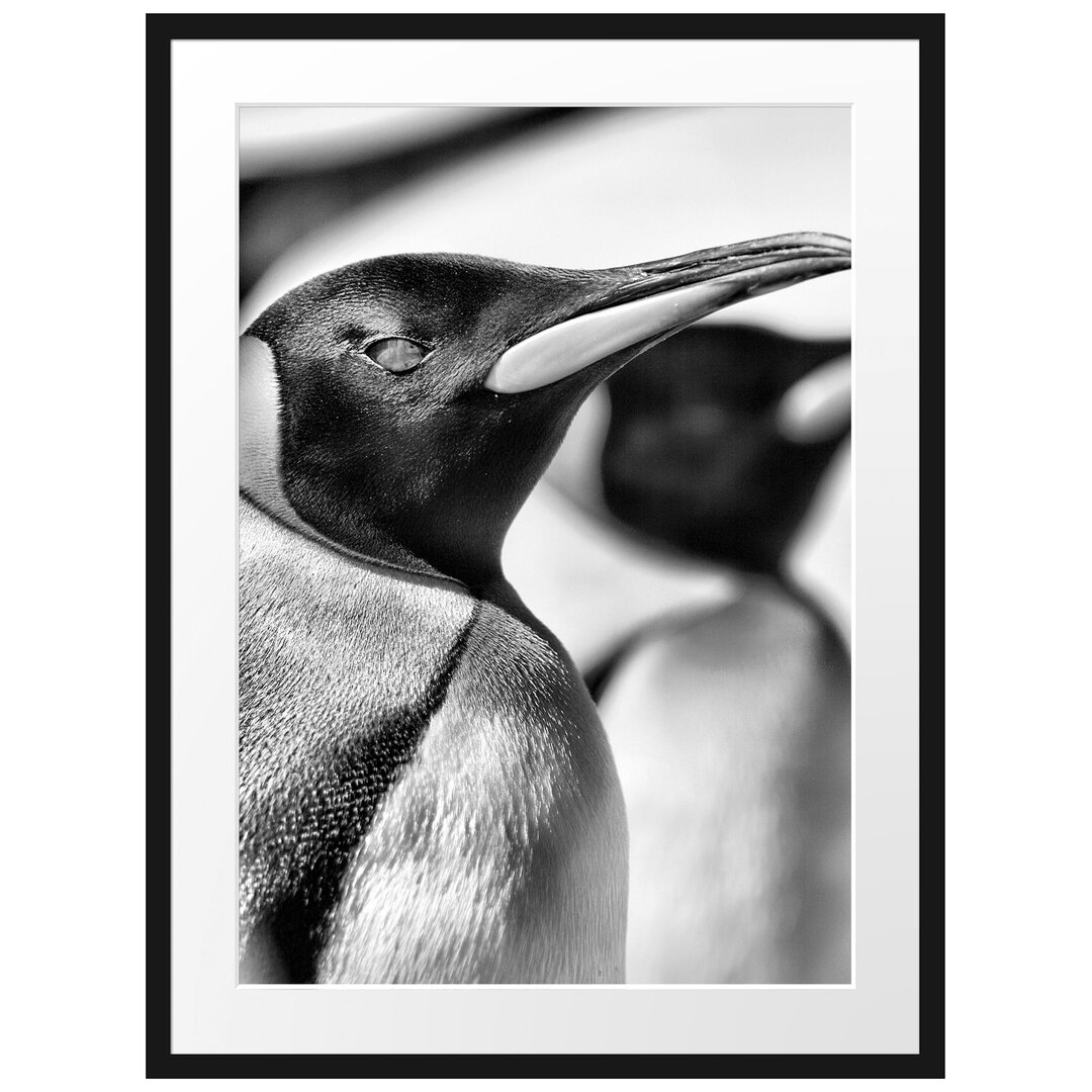 Gerahmtes Poster Pinguine