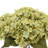 Hydrangea Arrangement in Vase-1857289701