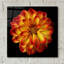 "Orange Dahlia On Black 01" par Tom Quartermaine-223000549