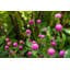 Shakespeare Garden Clover - Picture Frame Photograph on Paper -74856052-87886943