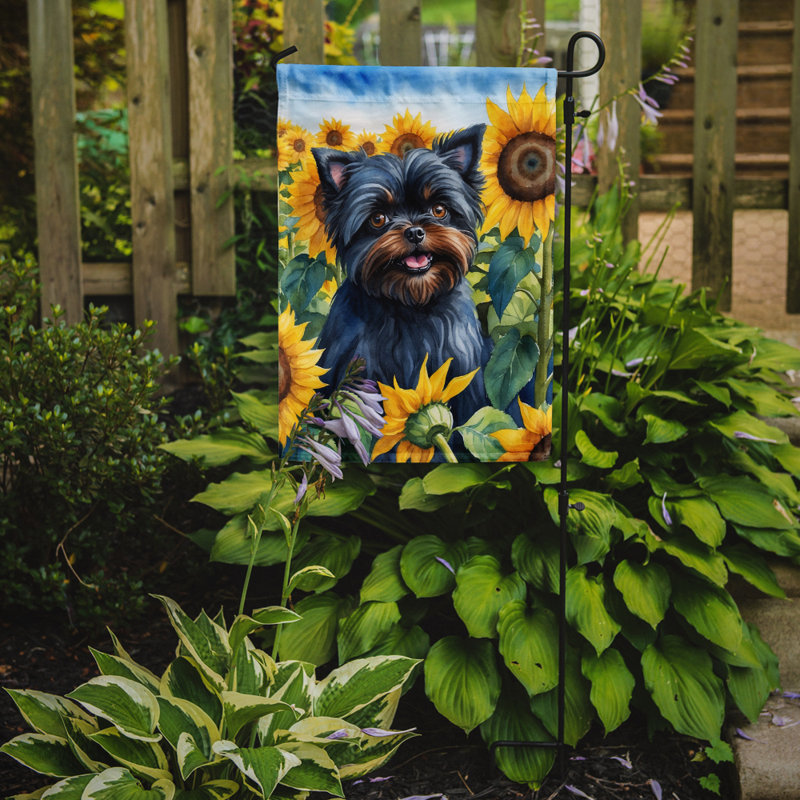 Lévrier irlandais dans le drapeau du jardin de tournesols, Affenpinscher