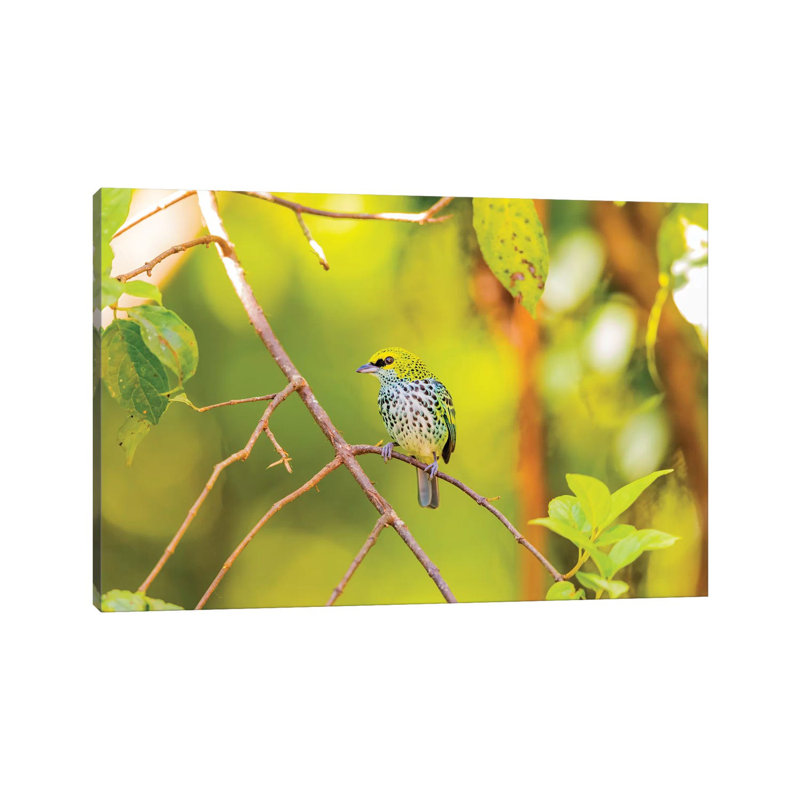 Central America, Costa Rica. Speckled Tanager In Tree. by Jaynes Gallery - Wrapped Canvas Gallery-Wrapped Canvas Giclée