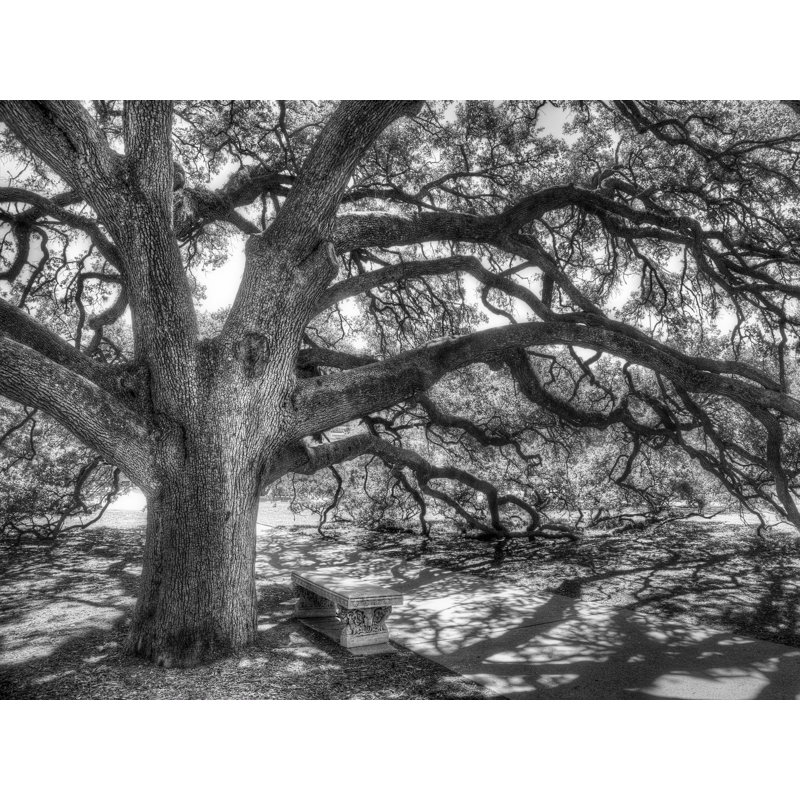 The Century Oak Print by Scott Norris, 25.25" H x 31.25" W