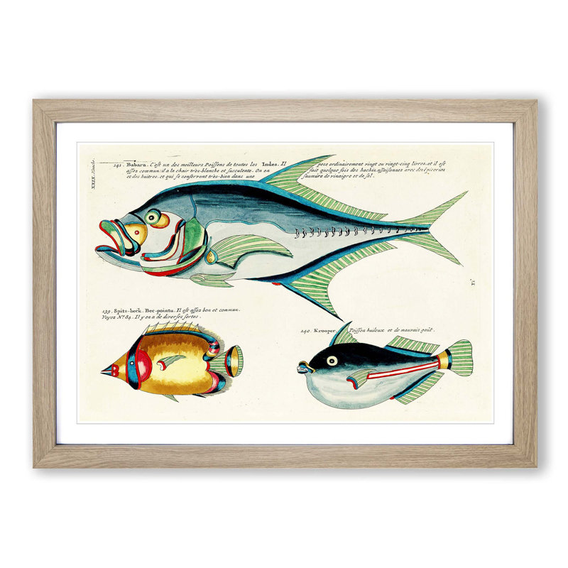 East Indies Fish Illustrations XXIX by Louis Renard - Picture Frame Graphic Art Print, 48cm H x 65cm W x 2cm D, Oak Framed