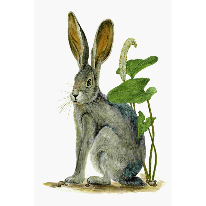 Jackrabbit à queue noire I, H 18 po x l 12 po