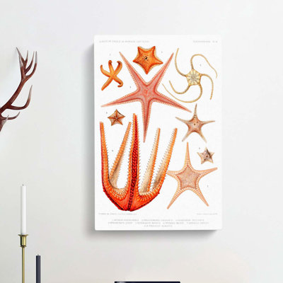 Starfish Illustrations by Albert I - Wrapped Canvas Painting Print