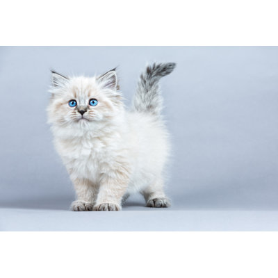 Chaton sibérien par Jkitan