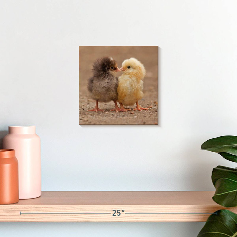 Brampt Pecking Baby Chicks